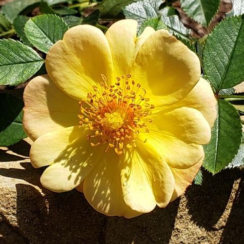 Sárga - Rózsa - Sunshine Happy Trails® - Online rózsa vásárlás